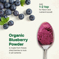 Spoonful of organic blueberry powder with fresh blueberries and mint leaves on a white background.