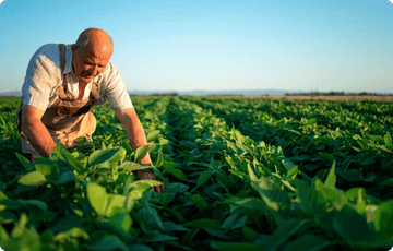 A farmer Harvesting