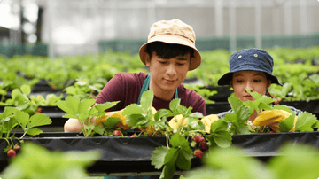 Two Farmer Harvesting