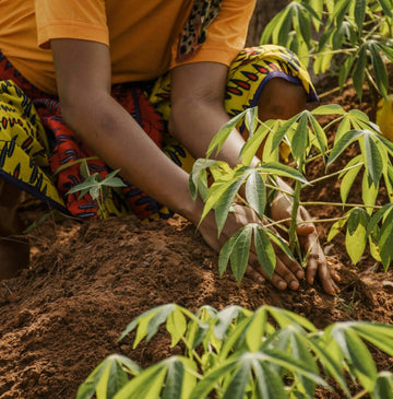 Cassava